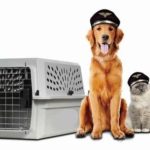 Global Packers And Movers